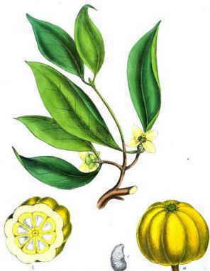 FRUTA PLANTA LIFE :: Distribuidores de Productos Naturales