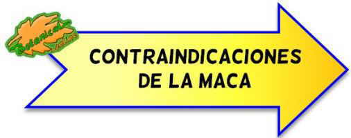 Propiedades Medicinales de la Maca Propiedades Medicinales de la Maca