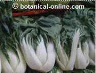 col china