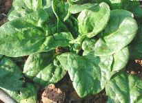 espinacas