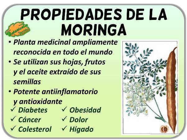 Propiedades y beneficios de la moringa para la salud Propiedades y beneficios de la moringa para la salud