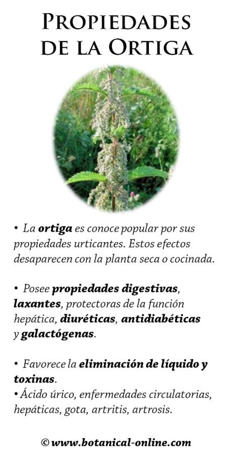 Propiedades de la ortiga