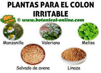 La primera cebadura para el niño con atopicheskim por la dermatitis