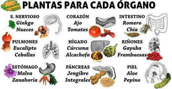 Resultado de imagen para plantas medicinales