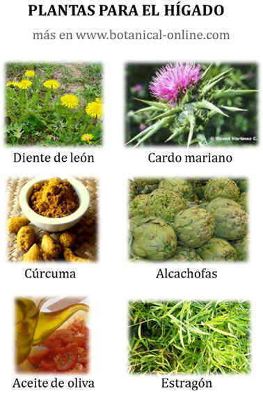 Plantas para el hígado