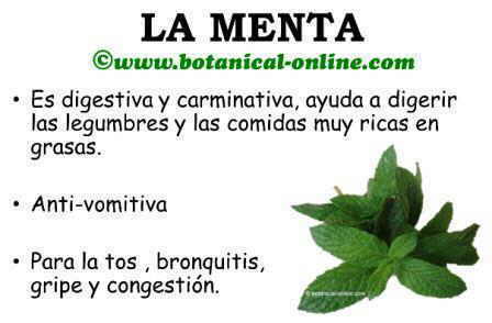 propiedades-menta.jpg