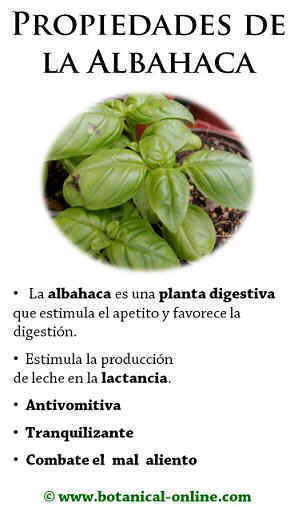 propiedades de la albahaca