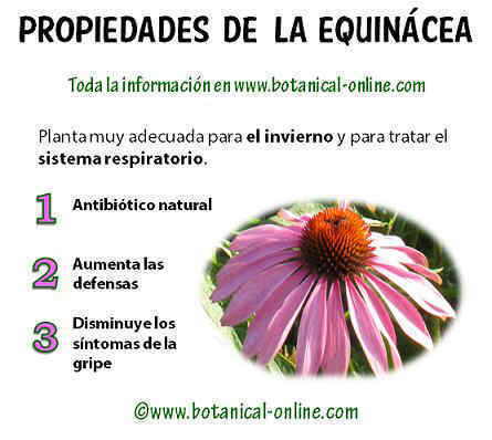 Propiedades de la equinácea