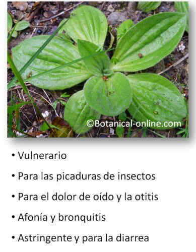 Propiedades llantén