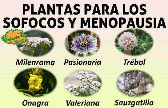 utilizadas en el tratamiento natural delos sofocos en la menopausia utilizadas en el tratamiento natural delos sofocos en la menopausia