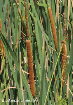 thypha latifolia