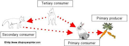 What is the wolf food chain?