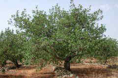 Foto de algarrobo arbol