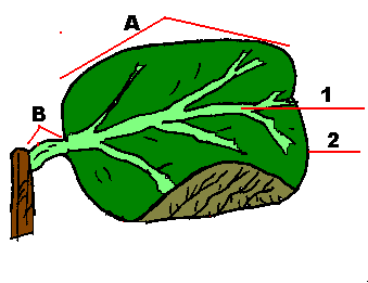 Leaf Petiole