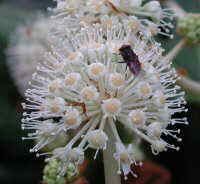 Fatsia japonica 