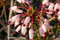 Erica multiflora (Brezo, bruc , heather)  77k