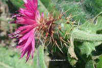 Centaurea sphaerocephala  (102 k)