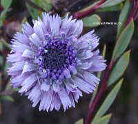 Globularia alypum  