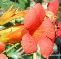 Capris bignomia 