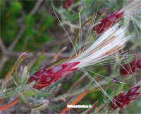 Staehelina dubia  L.