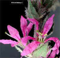 Lythrum salicaria  L.