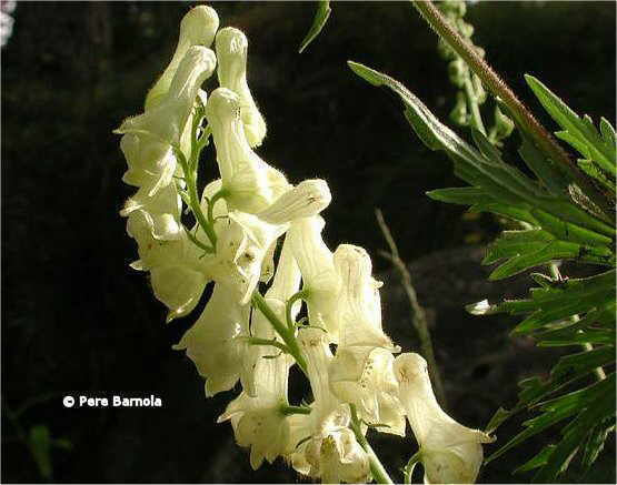 Aconitum Vulparia