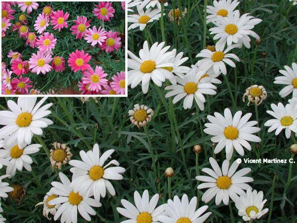 Chrysanthemum Frutescens