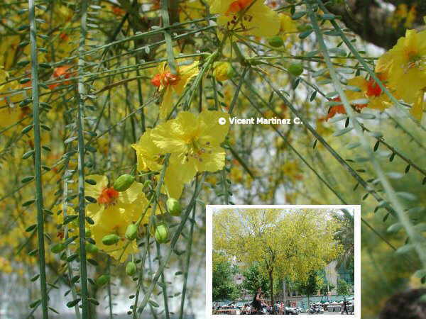 http://www.botanical-online.com/material/Parkinsonia_aculeata.jpg