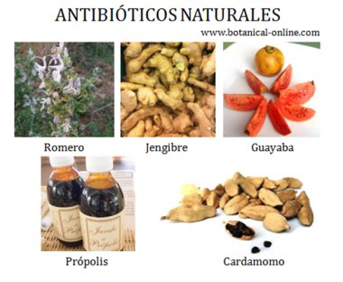 Antibioticos naturales