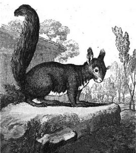 grabado de ardilla