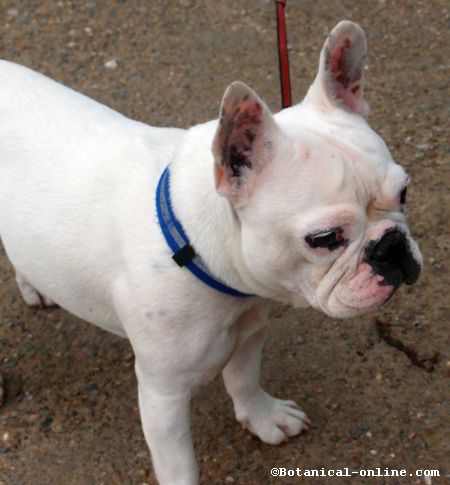 foto de bulldog frances bulldog frances blanco foto de bulldog frances bulldog frances blanco