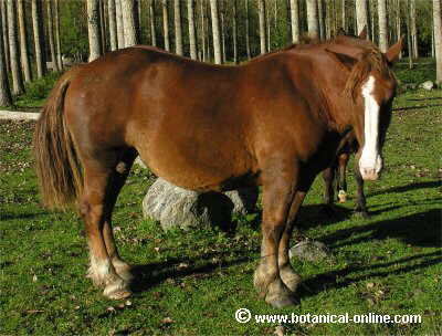 Imagenes De Animales Ungulados | caracter 237 sticas del caballo Imagenes De Animales Ungulados | caracter 237 sticas del caballo