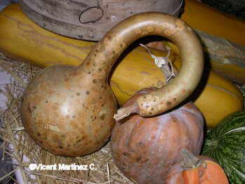 Calabazas