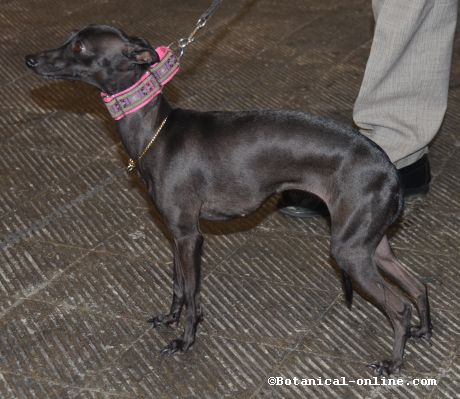 El Peque o Lebrel Italiano Galgo Italiano o en italiano Piccolo Levriero 