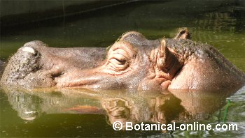 COMO RESPIRAN LOS ANIMALES ACUATICOS como respiran los animales acuaticos: