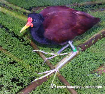 aves jacanas