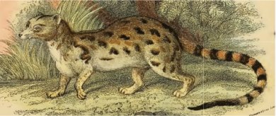 jjineetta