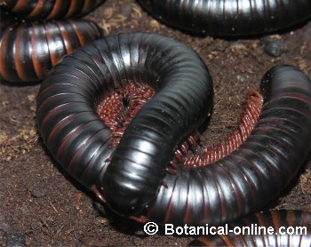 external image milpies_gigante2.jpg