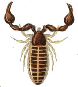 pseudoescorpion