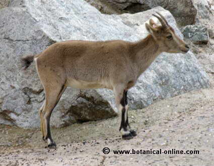 "rebeco"  (Para saber más...)