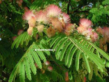 Albizia julibrissin