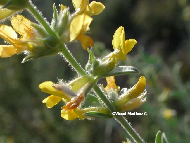 Anthyllis cytisoides