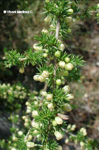 Asparagus acutifolius