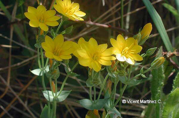 Blackstonia perfoliata