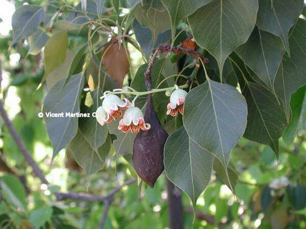 ARBRE AMPOLLA