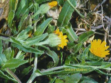 Calendula arvensis