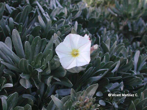 CONVULVULUS CNEORUM