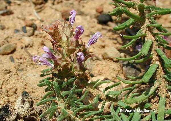 Coris monspeliensis