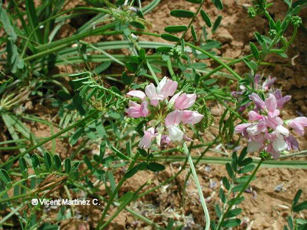 Coronilla varia