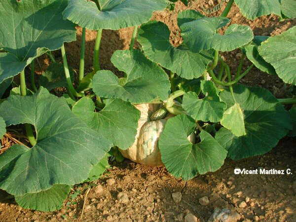 cucurbita pepo - planta